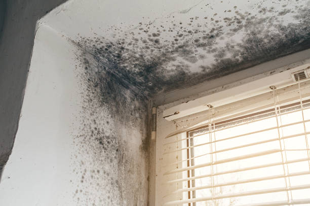 Affordable Basement Mold Removal solutions in Jefferson, TX
