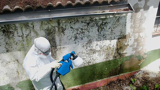 Top rated local Basement Mold Removal specialists in Jefferson, TX
